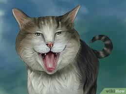 This video is to help diagnose symptoms of a stroke (or satlte thrombosis) with a creature that can't speak (english). How To Diagnose And Treat Heatstroke In Cats With Pictures