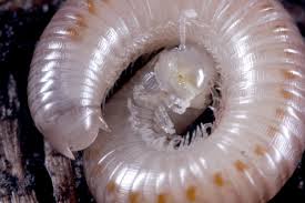 Image result for Cylindropsis