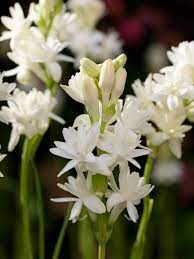 3 Polianthes Tuberosa Double Flowering Tuberose Rajanigandha Etsy Summer Bulbs Popular Flowers Showy Flowers