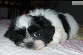Shih Tzu For Sale Shih Tzu Shih Tzu For Sale Shih Tzu Dog