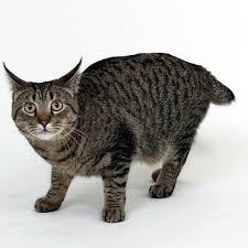 Pixie Bob Cat Cat Breeds Information 2020 Kedi Cats