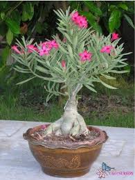 Image result for Synadenium pereskiifolium