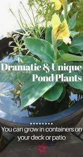 We did not find results for: Water Garden Plants Container Water Gardens