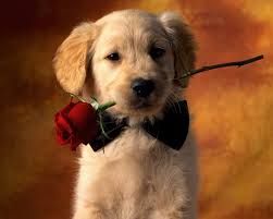 valentine s day puppy wallpapers top