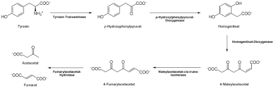 Tyrosin Wikipedia