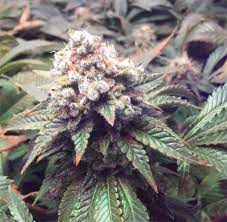 Learn about the effects commonly associated with indica strains and find. White Cookies Weed Strain Information Leafly