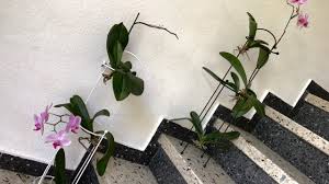 Since you didn't include a picture i can't go into detailed advice beyond a few tips on general at present it is rather straightforward and easy to buy an orchid on the floweriest, most florist even have orchid flowers which they use of their flower. Orchids Stand Display Racks Pflanzen Zimmerpflanzen Pflanzenstander