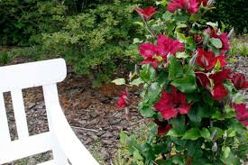 Image result for Clematis commutata
