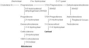 Congenital Adrenal Hyperplasia Not Really A Zebra