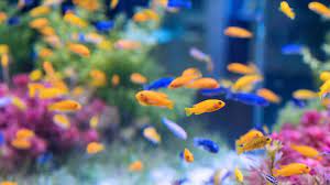 Check spelling or type a new query. 10 Jenis Ikan Hias Kecil Air Tawar Yang Mudah Dipelihara Di Akuarium Hot Liputan6 Com
