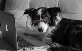 Multiple sizes available for all screen sizes. Laptop Dog Glasses Hd Wallpaper Peakpx