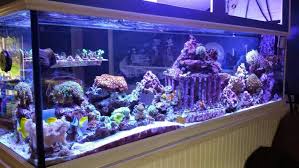 Top fin coral aquarium ornaments mailboxes near. Marine Safe Tank Ornaments Decor Reef2reef Saltwater And Reef Aquarium Forum