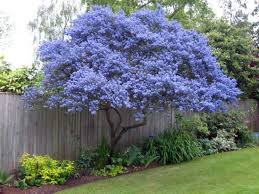 Bigger isn't always better, but when it comes to indoor trees, the lush foliage and thick leaves can't be beat. 63 Lovely Flowering Tree Ideas For Your Home Yard Trees For Front Yard Flowering Trees Ornamental Trees