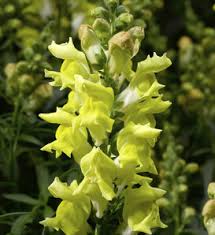 Image result for Antirrhinum