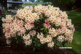 Pin On Large Rhodo Azalea From Tendercare