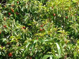 Image result for Mimusops