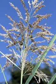 Image result for Phragmites mauritianus
