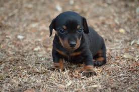 Miniature dachshund puppies for sale in georgia, mini dachshund puppies for sale in ga, mini dachshu. Mini Dachshund Puppies For Sale In Gibson Georgia Classified Showmethead Com