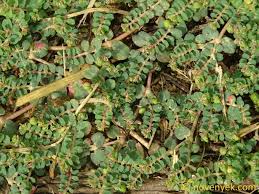 Image result for Euphorbia serpens