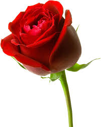 [lengkap} menyajikan aneka gambar bunga mawar (rose) cantik, indah + klasifikasi bunga mawar berdasarkan kelas, jenis dan bentuknya. Gambar Bunga Mawar Merah Besar Red Rose Hd 3d 784x950 Png Clipart Download