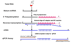 Dna and cdna are two types of nucleic acids. Qrt Pcr Reagent Kits And Validated Primers Genecopoeia