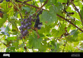 Image result for peronospora grapevine