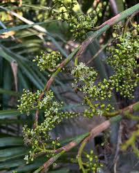 Image result for Carpodiptera africana