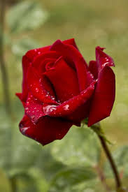 Is There Anything More Beautiful Than A Single Red Rose Guller Bahar Cicek