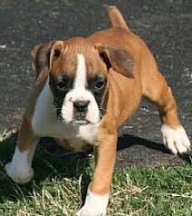 Dog Breeders Puppies For Sale Dog Breeds Information Boxer Puppies Boxer Puppies For Sale Cute Dogs