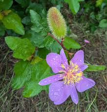 Image result for Clappertonia ficifolia