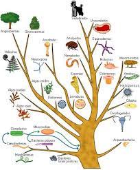 Phylogenetic Tree Algae Arthropods