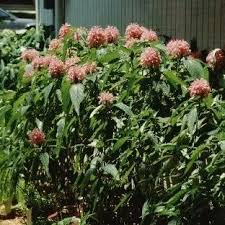 Image result for Justicia carnea