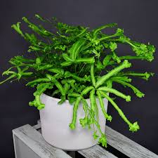 Image result for Pteris cretica