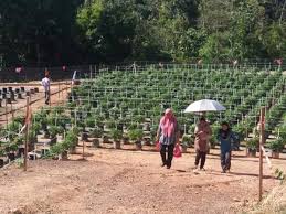 Nur faqihah mansor bakat besar yang bakal mengegarkan dunia penyiaran tanah air. Hasil Berbudi Pada Tanah