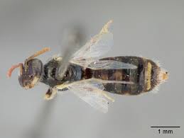 Image result for Isoglossa perdita