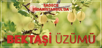 Asma Uzum Fidani Hatun Parmagi Rootball Fidan Satisi Fide Satisi Internetten Fidan Siparisi Bodur Asili Sertifikali Meyve Fidan Bitki Sus Bitkileri Saksi
