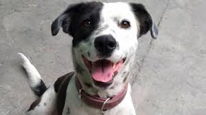We did not find results for: Cuando Es El Dia Del Perro En Mexico Un1on Puebla