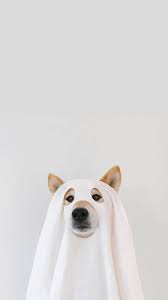 Dog Panosundaki Pin