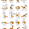 Another tip to get your shy cat to come to you is to try to attract the cat from its hiding spot with a tasty meal. 1