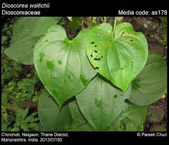 Image result for Dioscoreaceae