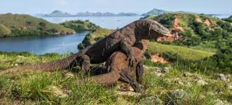 Si sono appena aperte le iscrizioni alla undicesima edizione della granfondo terre dei varano, la gara ciclistica per cicloamatori e agonisti che ogni anno. Cos E Il Varano I Miei Animali