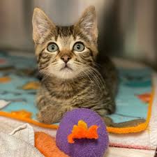 Learn more about exotic bird rescue of oregon in springfield, or, and search the available pets they have up for adoption on petfinder. Greenhill Humane Society