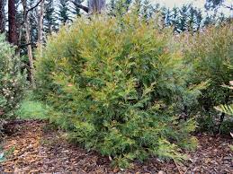'red hooks' has 10 deep lobes in each leaf. Grevillea Red Hooks Gardening With Angus