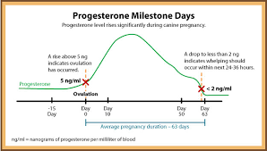 progesterone blood testing pet mate services