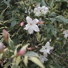 Image result for Jasminum officinale