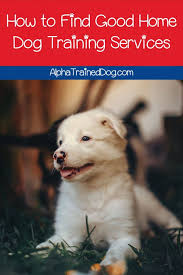How To Find Good Home Dog Training Services Alpha Trained Dog In 2020 Dog Training Puppy Training Dogs