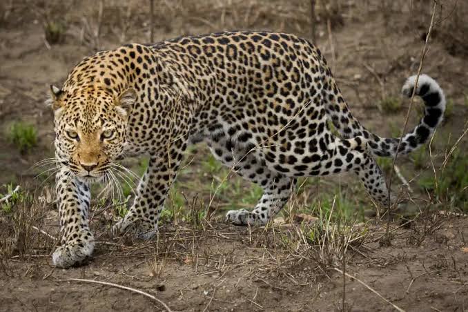 5 Days Uganda Wildlife & Primate Safari Gallery