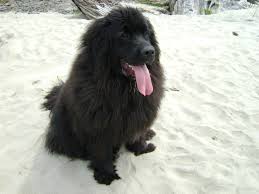We did not find results for: Neufundlander Alles Wissenswerte Zur Hunderasse Fluffis De