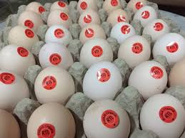 Maybe you would like to learn more about one of these? Telur Kampung Rumah Tani