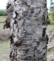 Image result for Manihot glaziovii